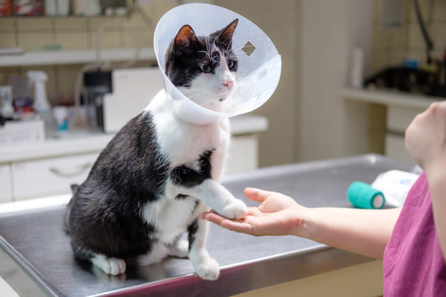 A cat wearing an elizabethan collar giving her paw to a person in a clinic