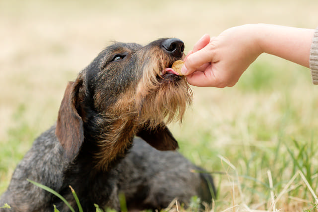 A dachshund being given a treat