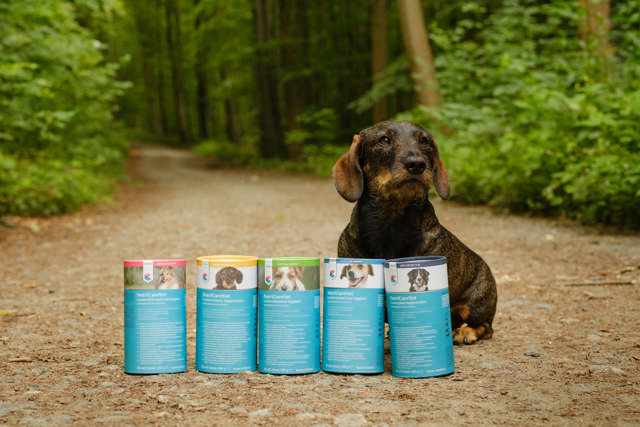 A dachshund sitting next to the five NutriCareVet products on a forest path