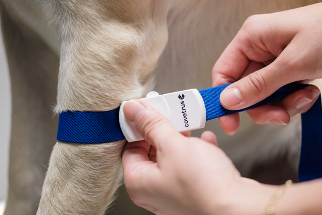 A tourniquet being applied to a dog