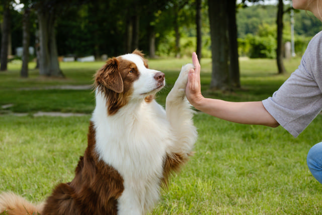 A happy dog giving his pet parent a high five