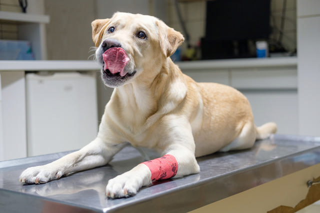Cohesive Bandage