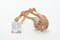 Dog Muzzle Plastic