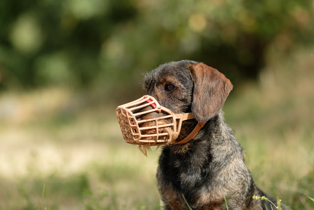 Dog Muzzle Plastic