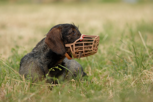Dog Muzzle Plastic