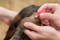VET Safety Lancets for Dogs