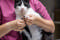 Nail Clipper Cat
