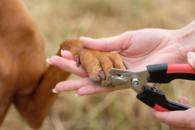 Nail Clipper 