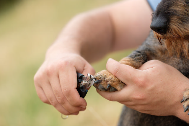 Nail Clipper 