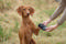 Protective Boots Petcare Paw