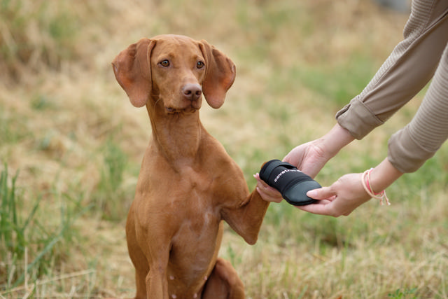 Protective Boots Petcare Paw