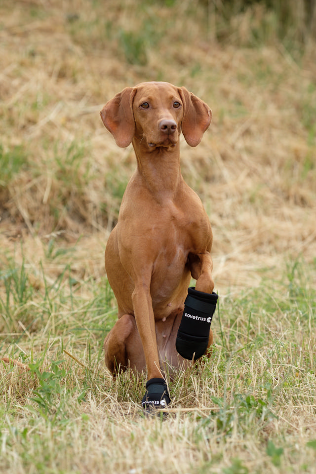 Protective Boots Petcare Paw