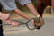 Hoof Examination Forceps