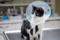 Elizabethan Collar