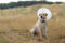 Elizabethan Collar