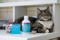 NutriCareVet Feline and Canine Supplement 