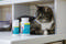NutriCareVet Feline Supplement for Immune Support Gel