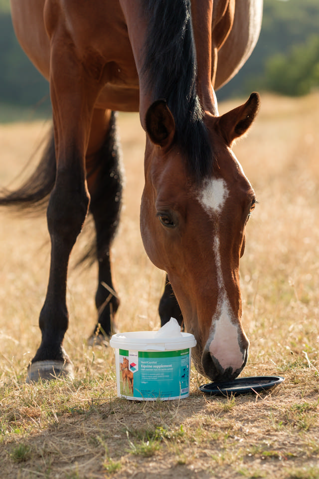 NutriCareVet Equine Supplement for Gastro Support Powder