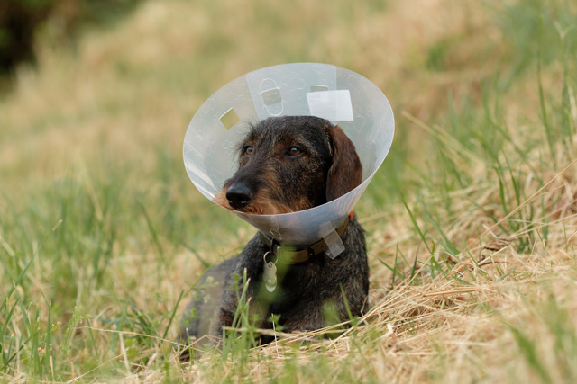 A dachshund wearing an elizabethan collar