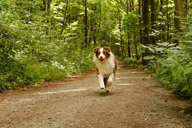 A dog running towards the camera on a forest path