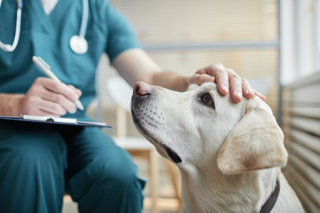A dog looking up at a veterinarian