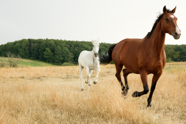 Two horses running on an open field