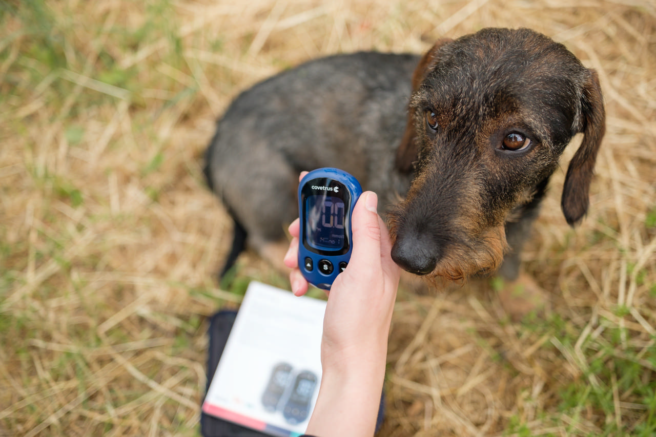 VET Glucose Meter mg/dl