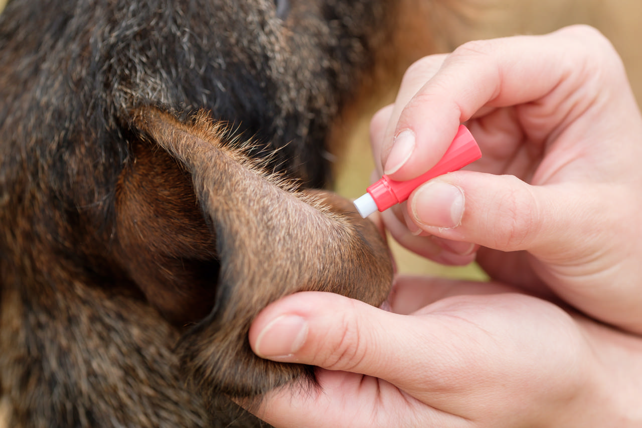 VET Safety Lancets for Dogs